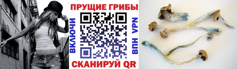 Псилоцибиновые грибы мицелий Яблоновский
